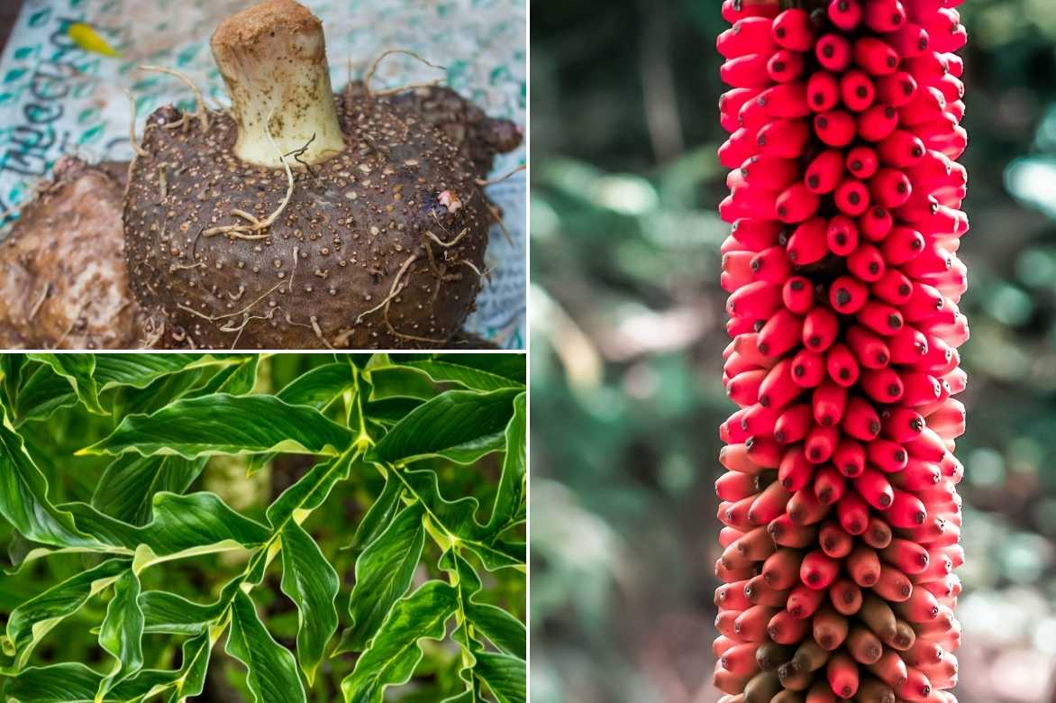 Amorphophallus, langue du diable, konjac