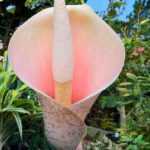 Amorphophallus : planter et entretenir