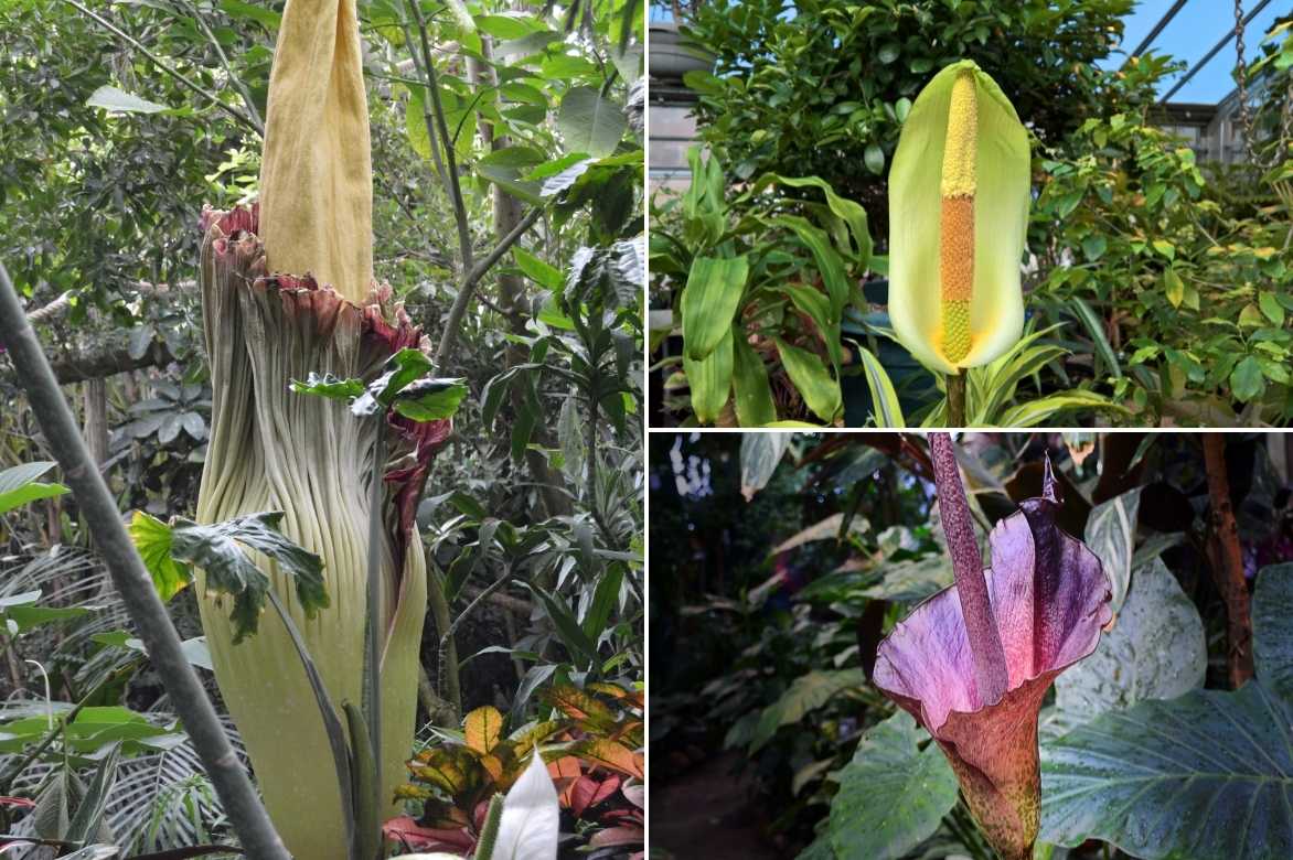 Amorphophallus, langue du diable