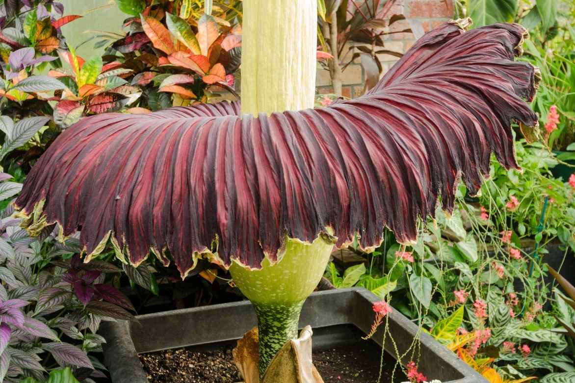 Amorphophallus, langue du diable, konjac