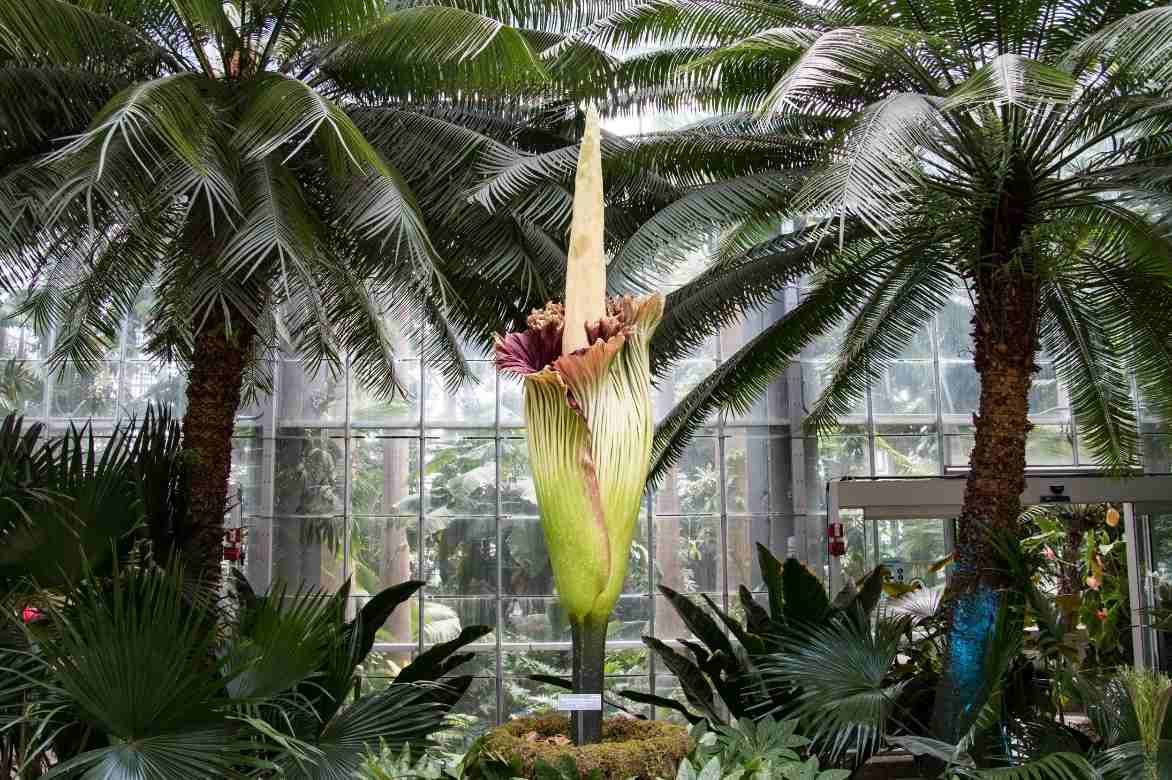 Amorphophallus, langue du diable, konjac