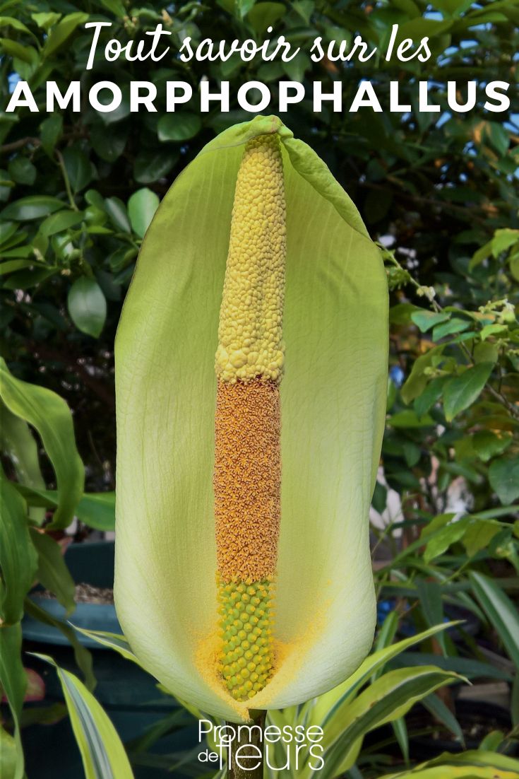 Amorphophallus fiche plante