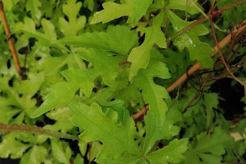 les plus belles vignes vierges, choisir vigne vierge, vigne vierge varietes