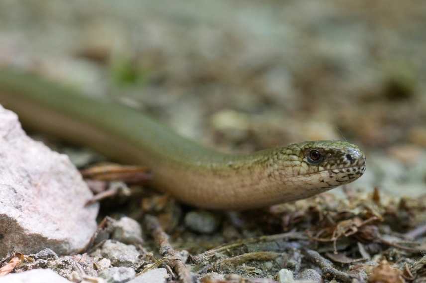 Angis fragilis, orvet commun, lézard sans pattes, serpent jardin, vipere jardin