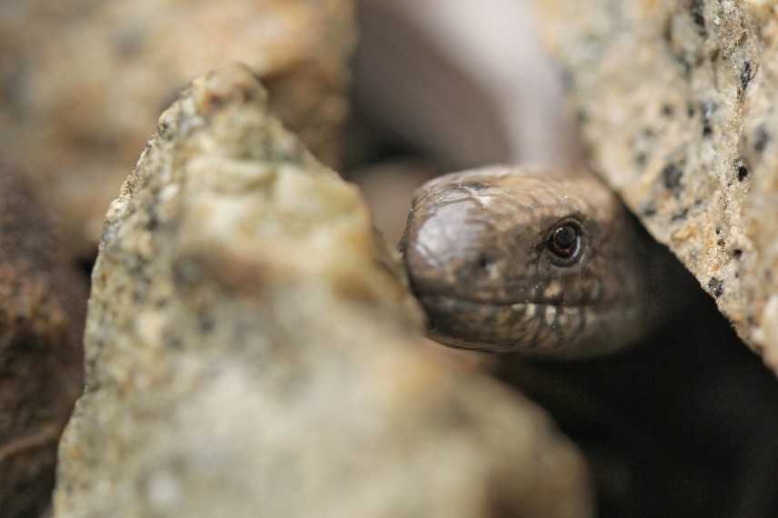 Angis fragilis, orvet commun, lézard sans pattes, serpent jardin, vipere jardin