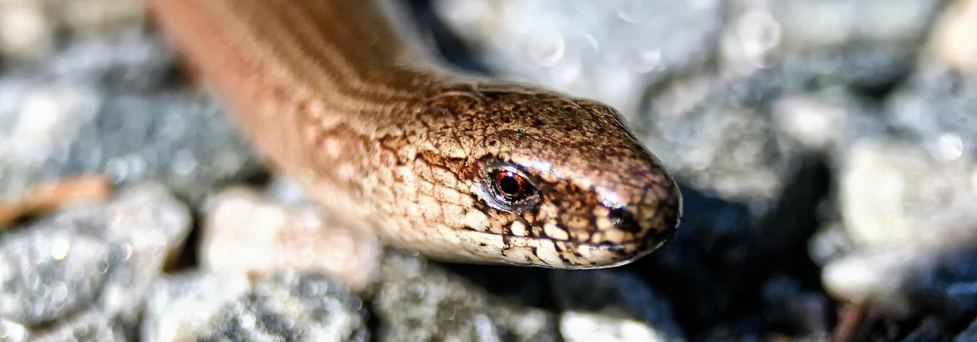 Encore un serpent au balcon!