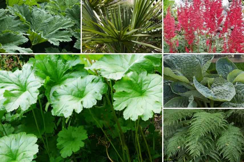 Associer le Darmera, association Darmera peltata, Darmera peltata en massif, idée association Darmera