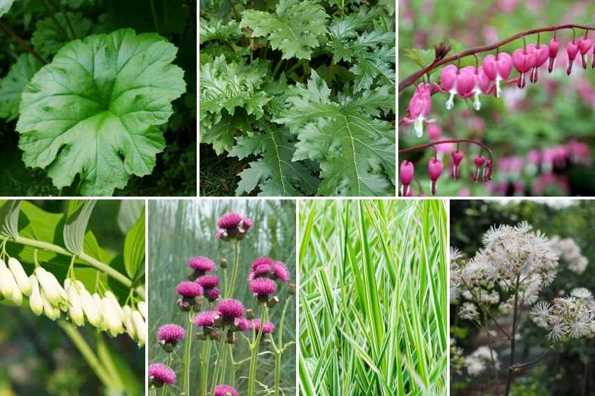 Associer le Darmera, association Darmera peltata, Darmera peltata en massif, idée association Darmera