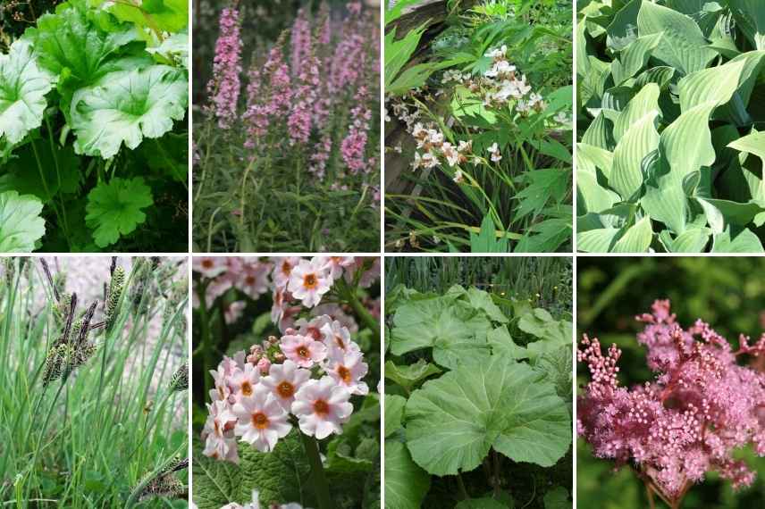 Associer le Darmera, association Darmera peltata, Darmera peltata en massif, idée association Darmera