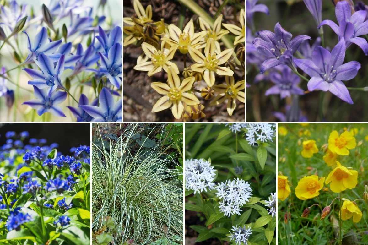 Triteleia, Brodiaea