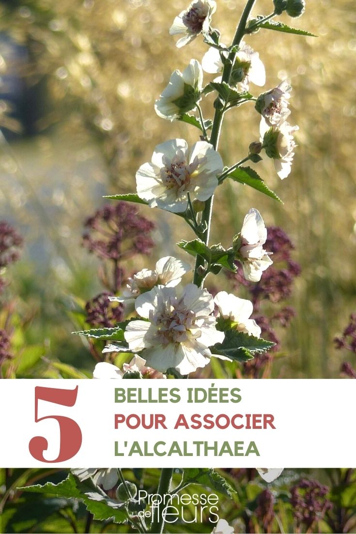 Alcalthaea idées associations au jardin