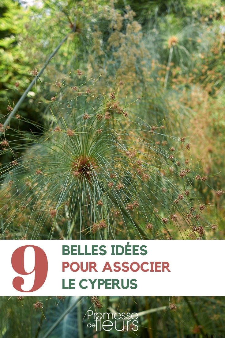 Associer le cyperus