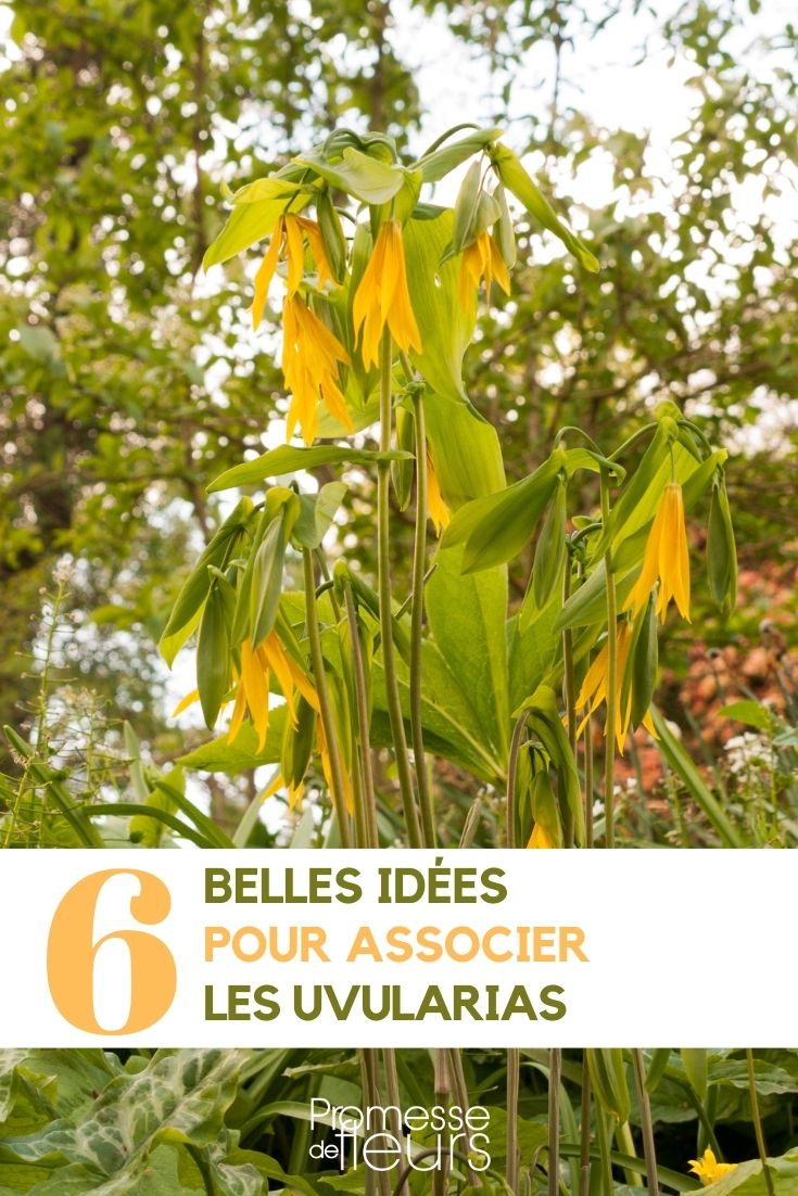 Associations Uvularia au jardin