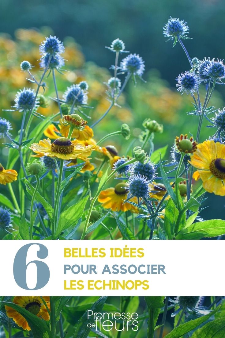 nos idées pour associer les echinops au jardin