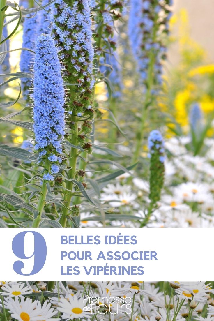 Associer les vipérines ou echium