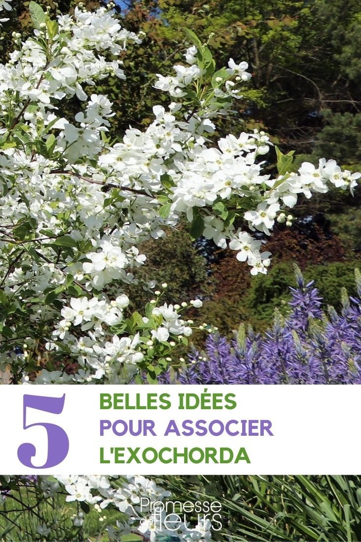 Associer l'exochorda