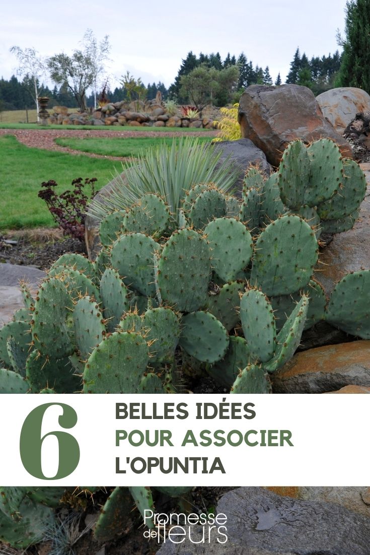 Opuntia ou cactus raquettes : nos idées d'association au jardin