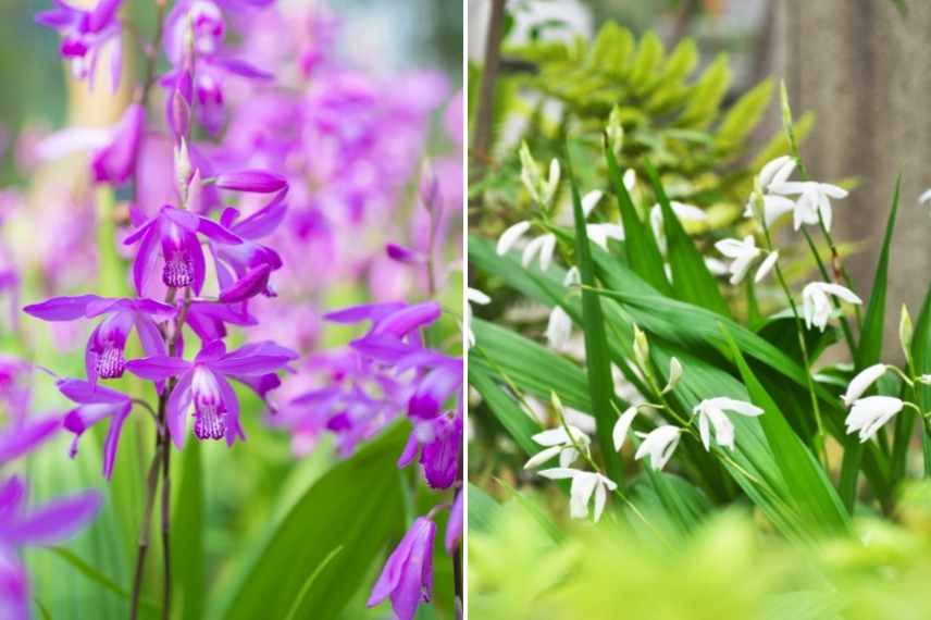 Orchidees rustiques, orchidee de jardin, orchidees de jardin, orchidee de pleine terre