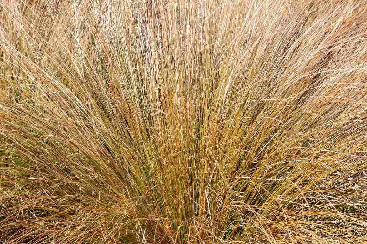 Chionochloa, Herbe des neiges