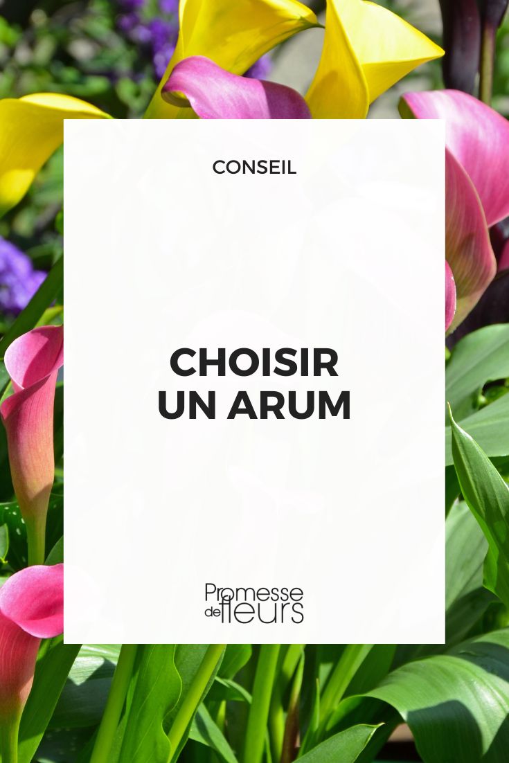 Choisir son ail : guide d'achat - Promesse de Fleurs