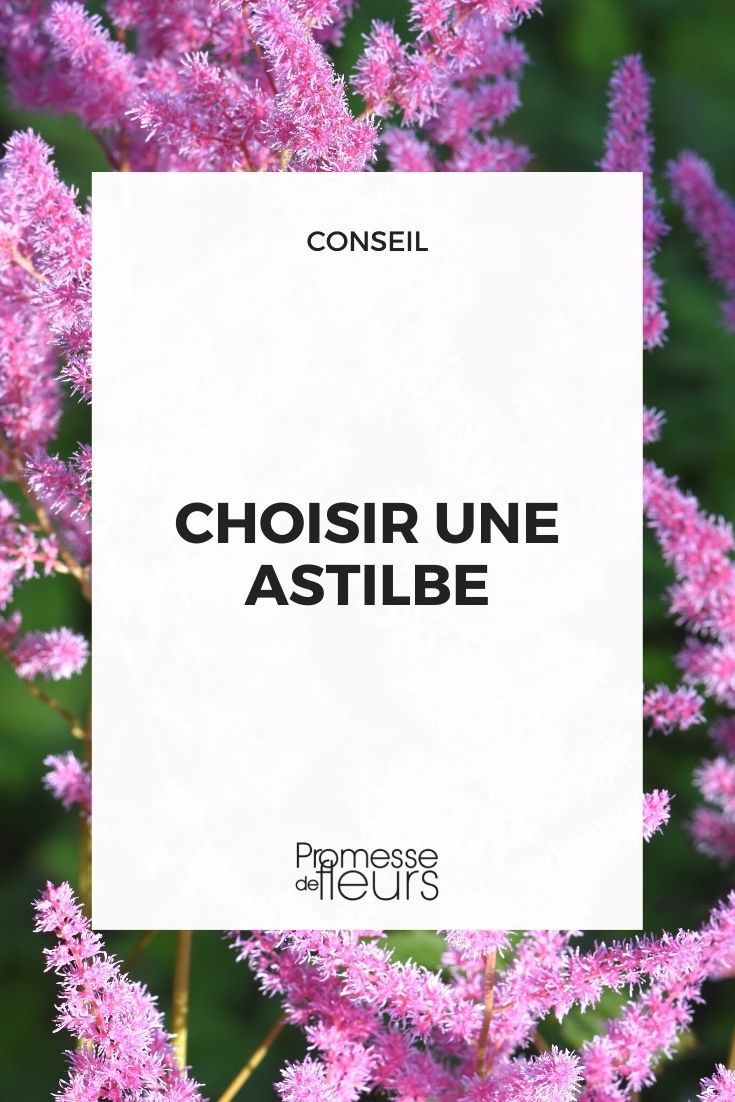 choix astilbe