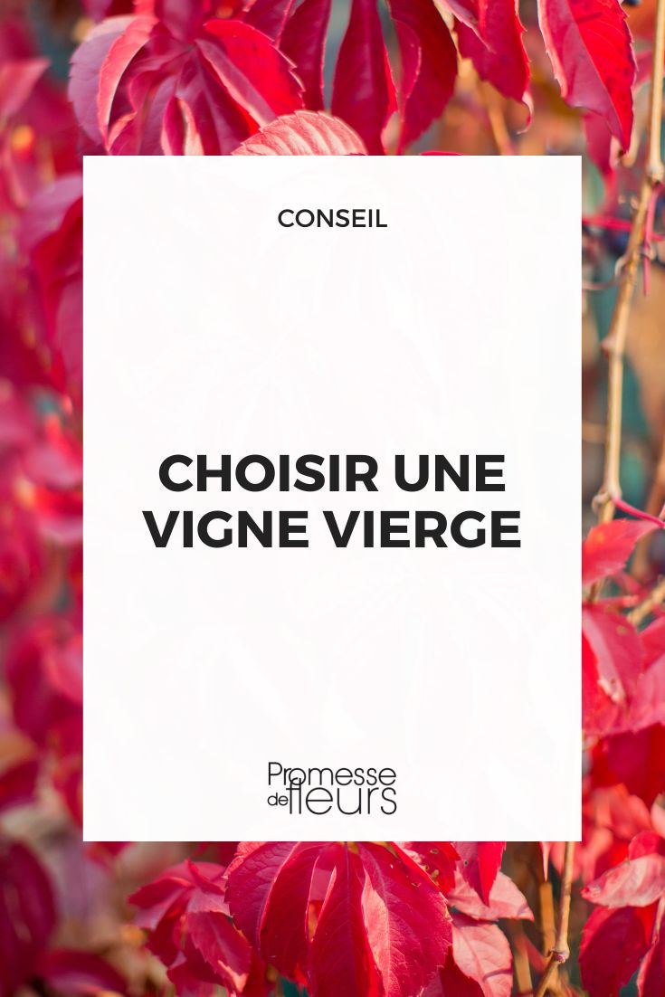 Choisir une vigne vierge