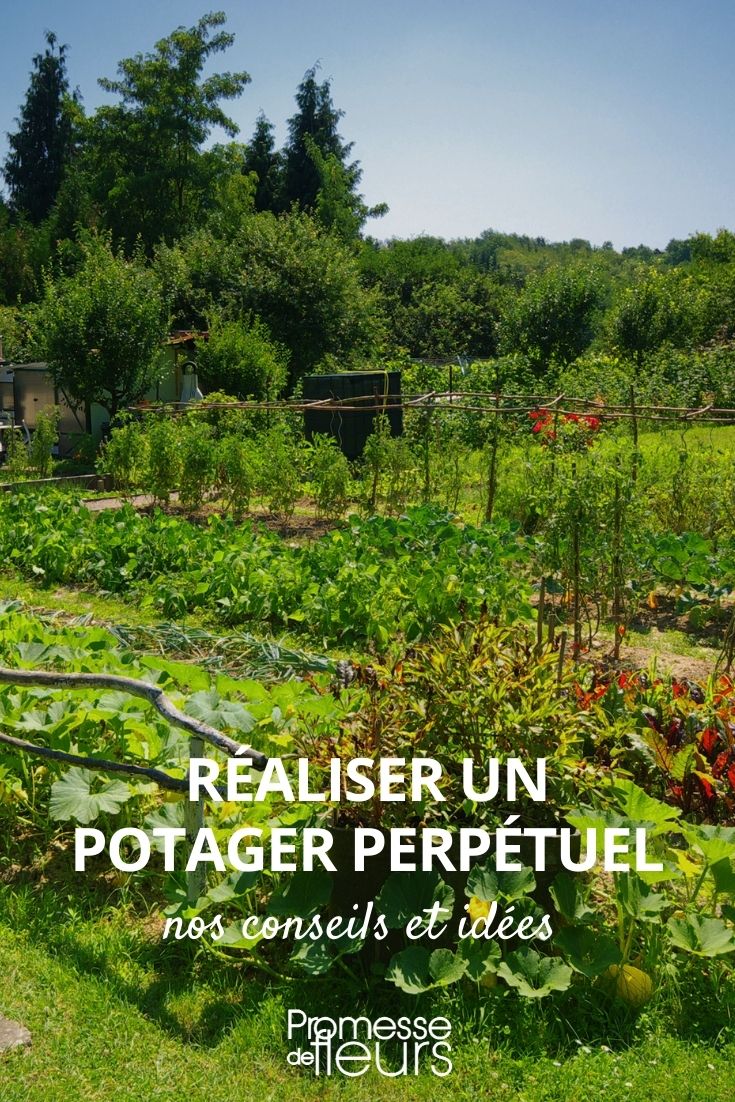 permaculture légumes perpétuels