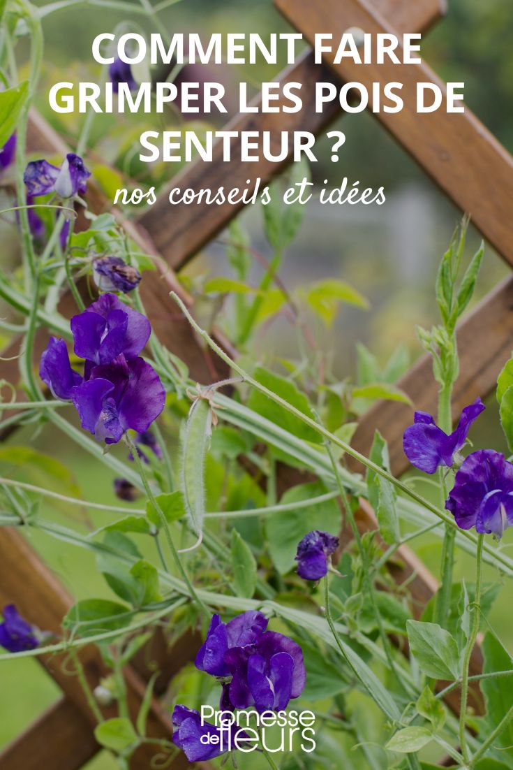 Comment faire le pois au jardin