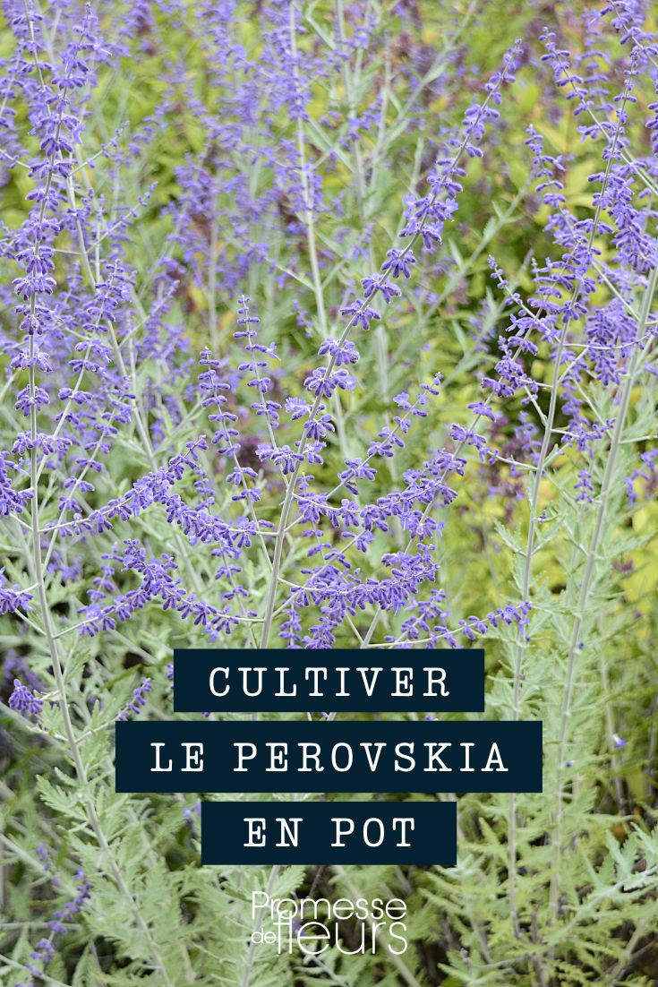 Culture perovskia pot bac jardinière