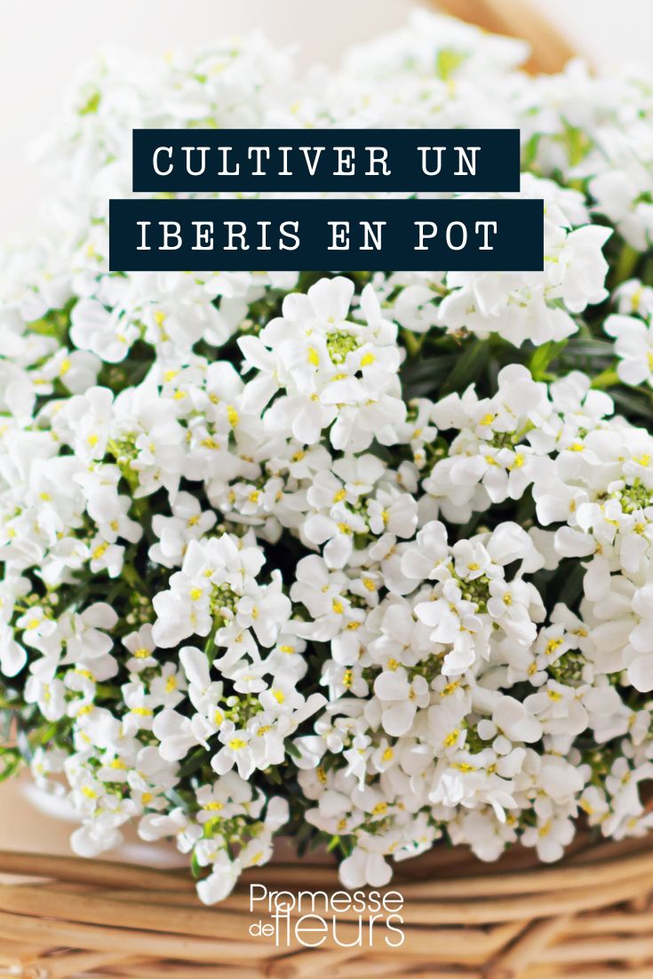 Iberis corbeille argent pot bac jardinière