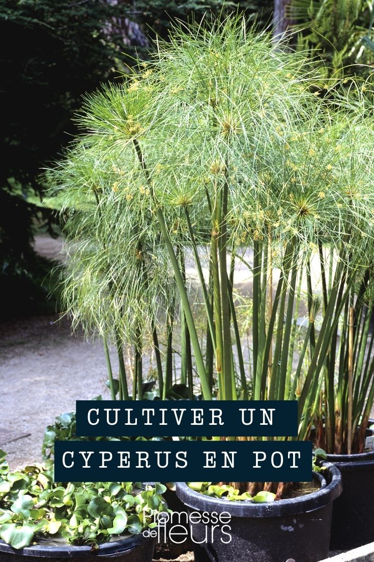 Cultiver un cyperus en pot