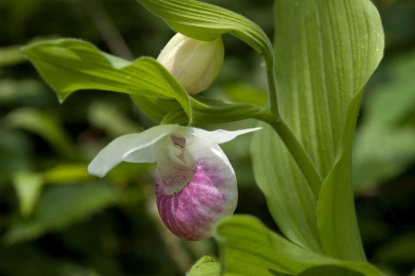 Orchidees rustiques, orchidee de jardin, orchidees de jardin, orchidee de pleine terre