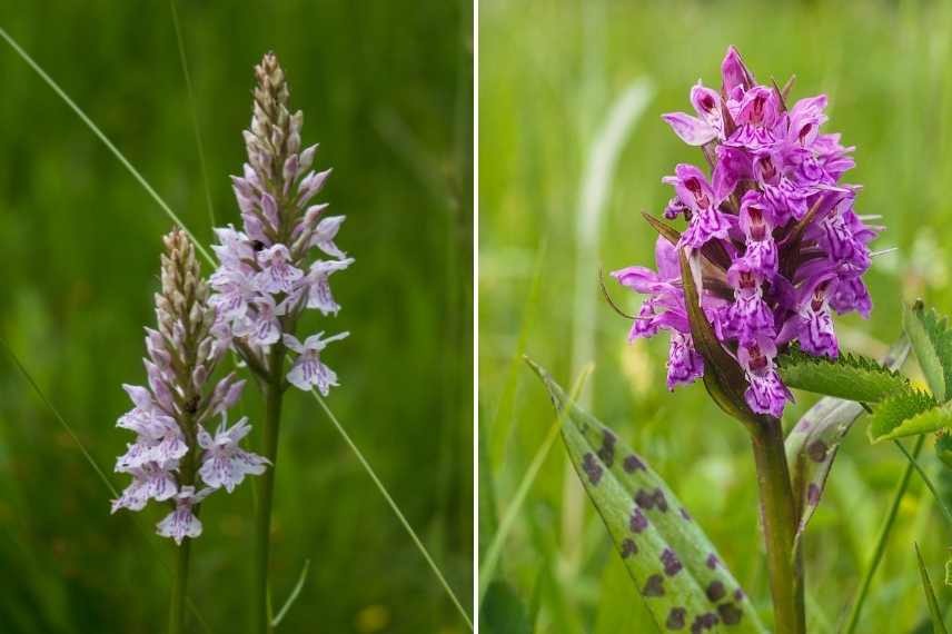 Orchidees rustiques, orchidee de jardin, orchidees de jardin, orchidee de pleine terre