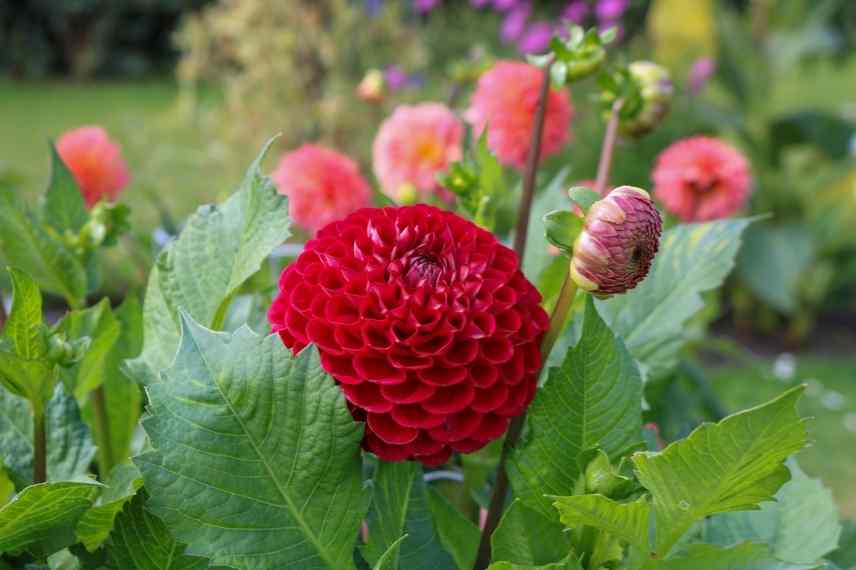 les plus beaux Dahlias balles, les meilleures variétés de Dahlias balles, Dahlia balle lequel choisir, Dahlia balle meilleur