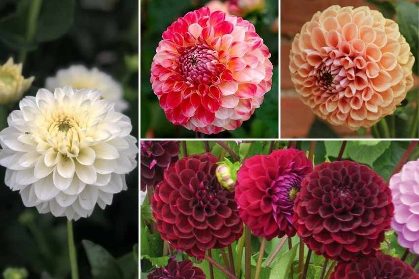 les plus beaux Dahlias balles, les meilleures variétés de Dahlias balles, Dahlia balle lequel choisir, Dahlia balle meilleur