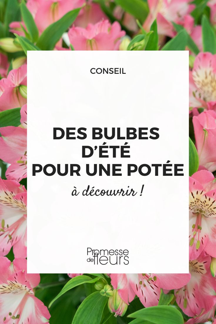 bulbes floraison estivale potée pot bac jardinière