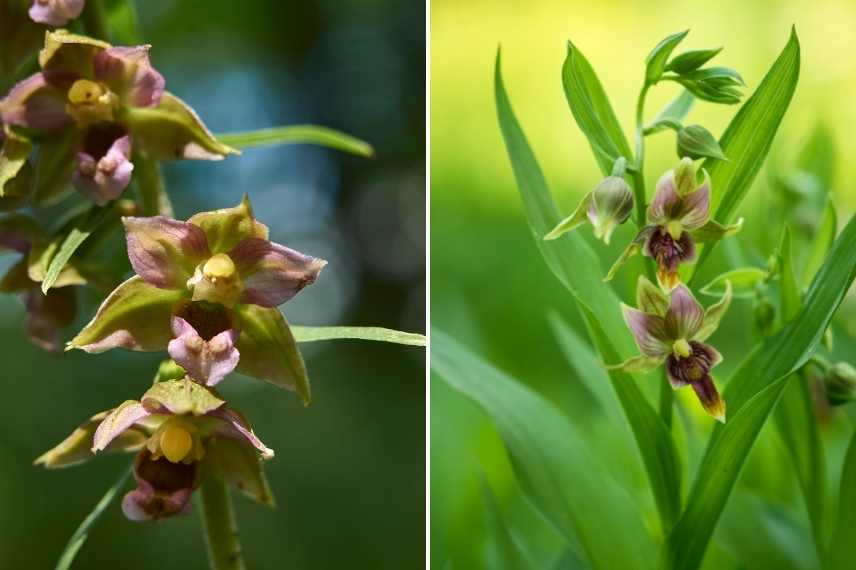 Orchidees rustiques, orchidee de jardin, orchidees de jardin, orchidee de pleine terre