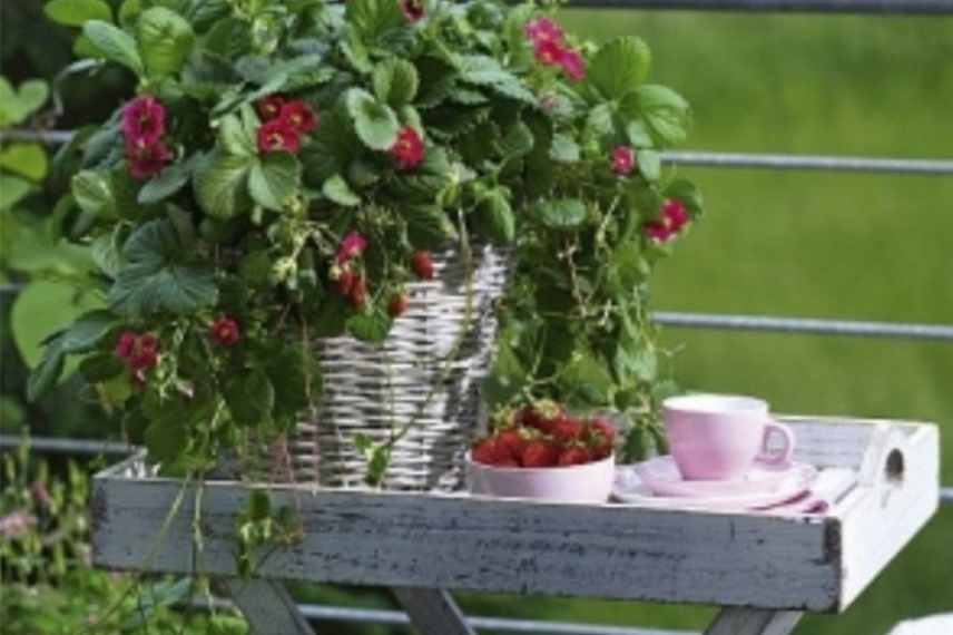 Cultiver des fraises sur un balcon, culture fraises sur balcon, fraises dans jardinière