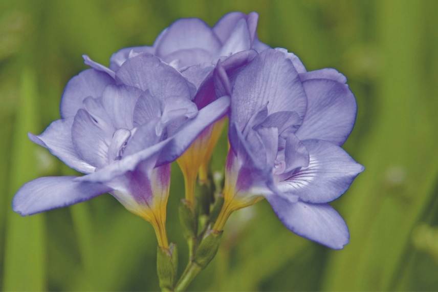 bulbes d’été à fleurs parfumées