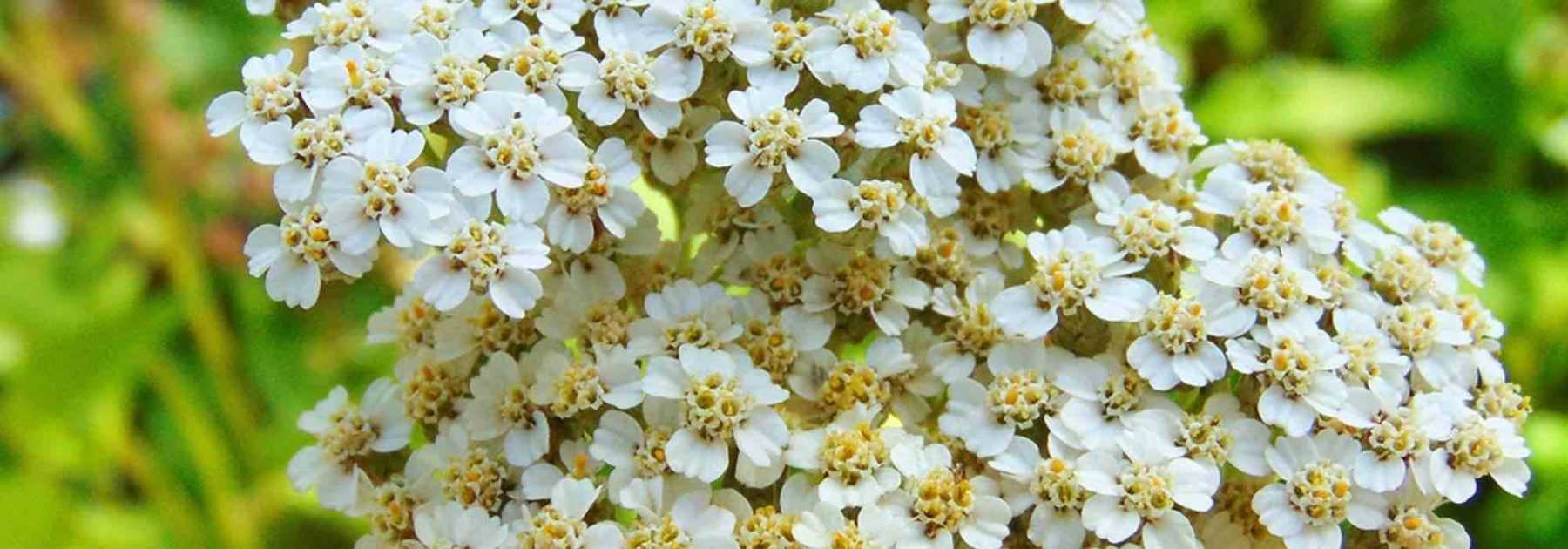 5 achillées blanches qu'il faut avoir dans son jardin