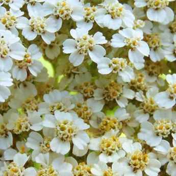 5 achillées blanches qu'il faut avoir dans son jardin