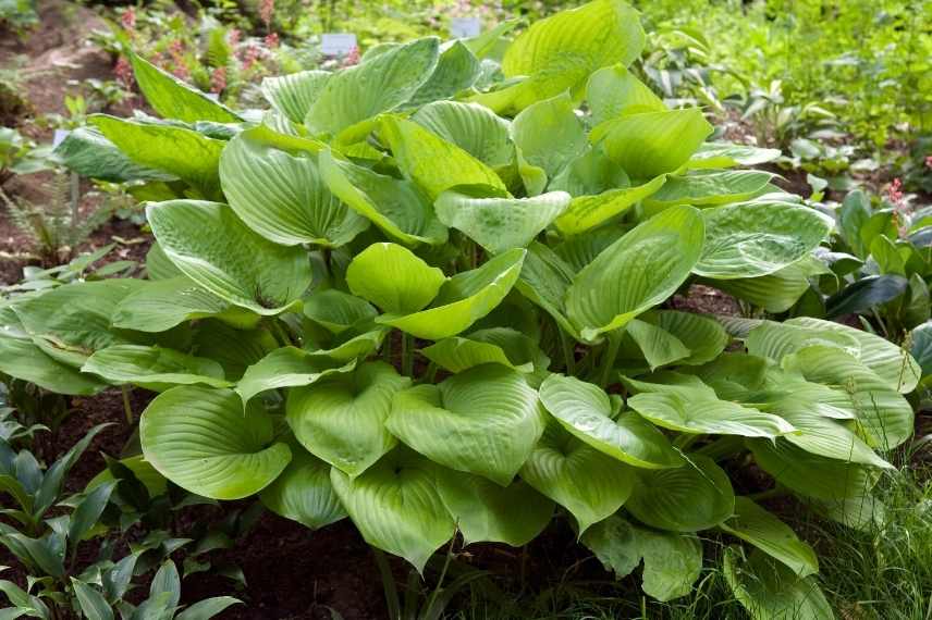 Hosta valeur sûre, hosta variété facile, hosta résistant