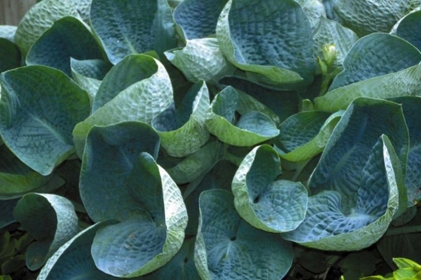 Hosta bleu