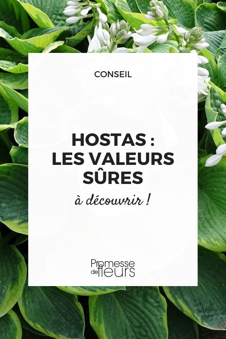 variétés hostas