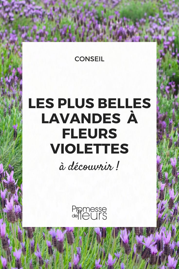 Lavande : les plus belles variétés a fleurs violettes - Promesse de Fleurs