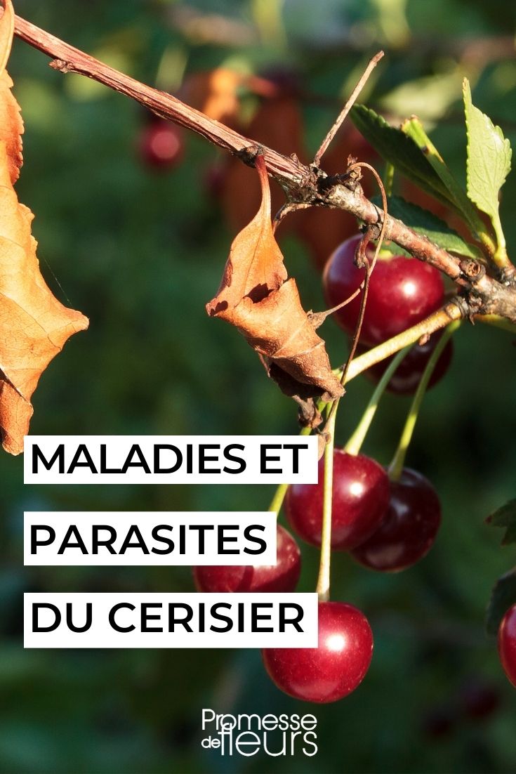 cerisier maladies parasites