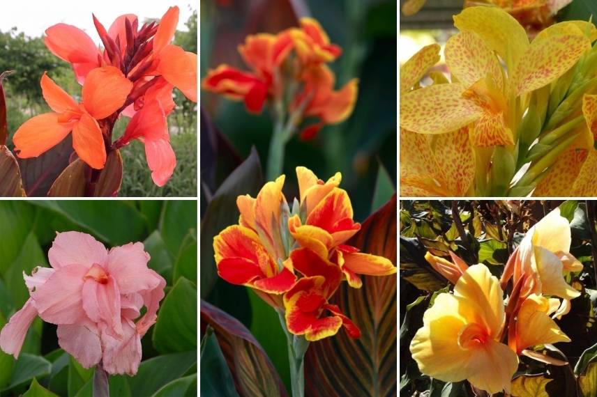 Cannas nains à cultiver en pot sur une terrasse