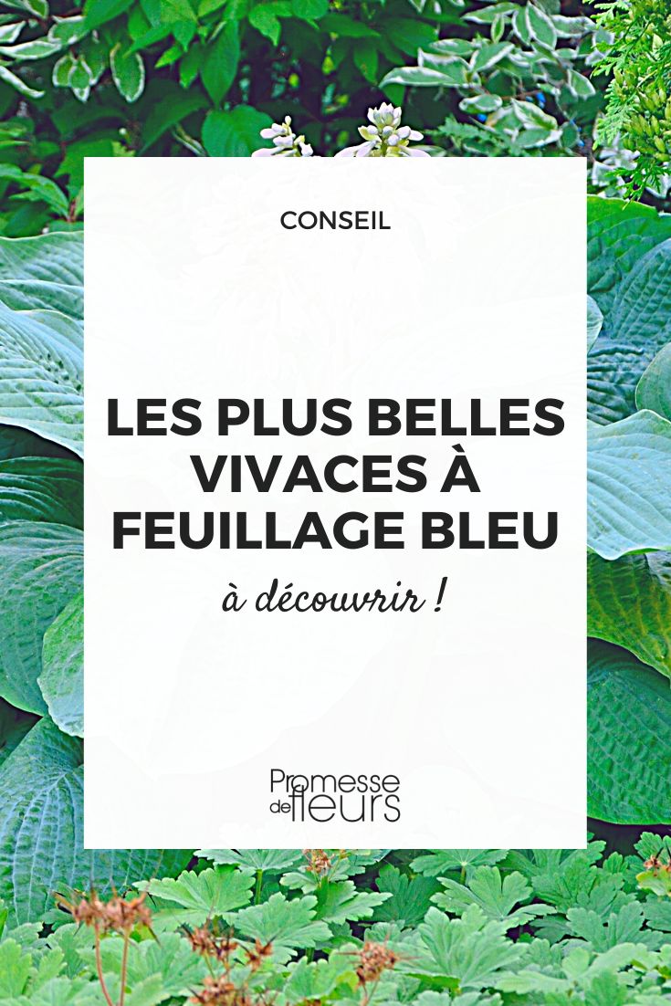 plantes à feuilles de couleur bleue