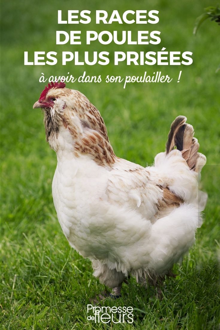 différentes espèces de poules