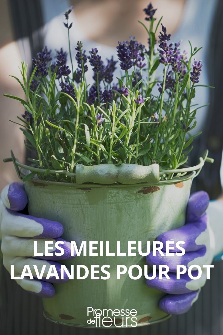 variétés lavande lavandula pot bac jardinière